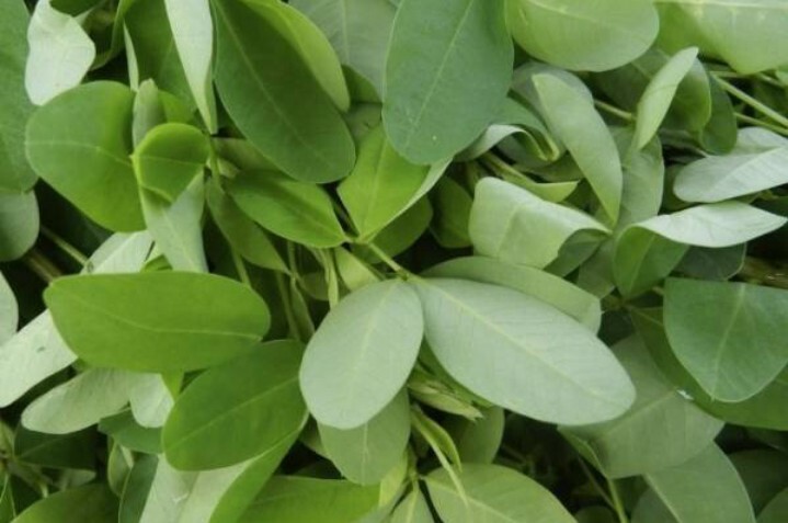 120 PC Chipilin (Big Leaf) /CHIPILIN SEEDS ORGANIC