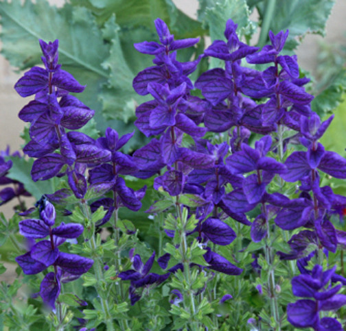 Blue Salvia, Blue Monday, Blue Flowers, Heirloom Flower Seeds, Annual Seeds 50ct
