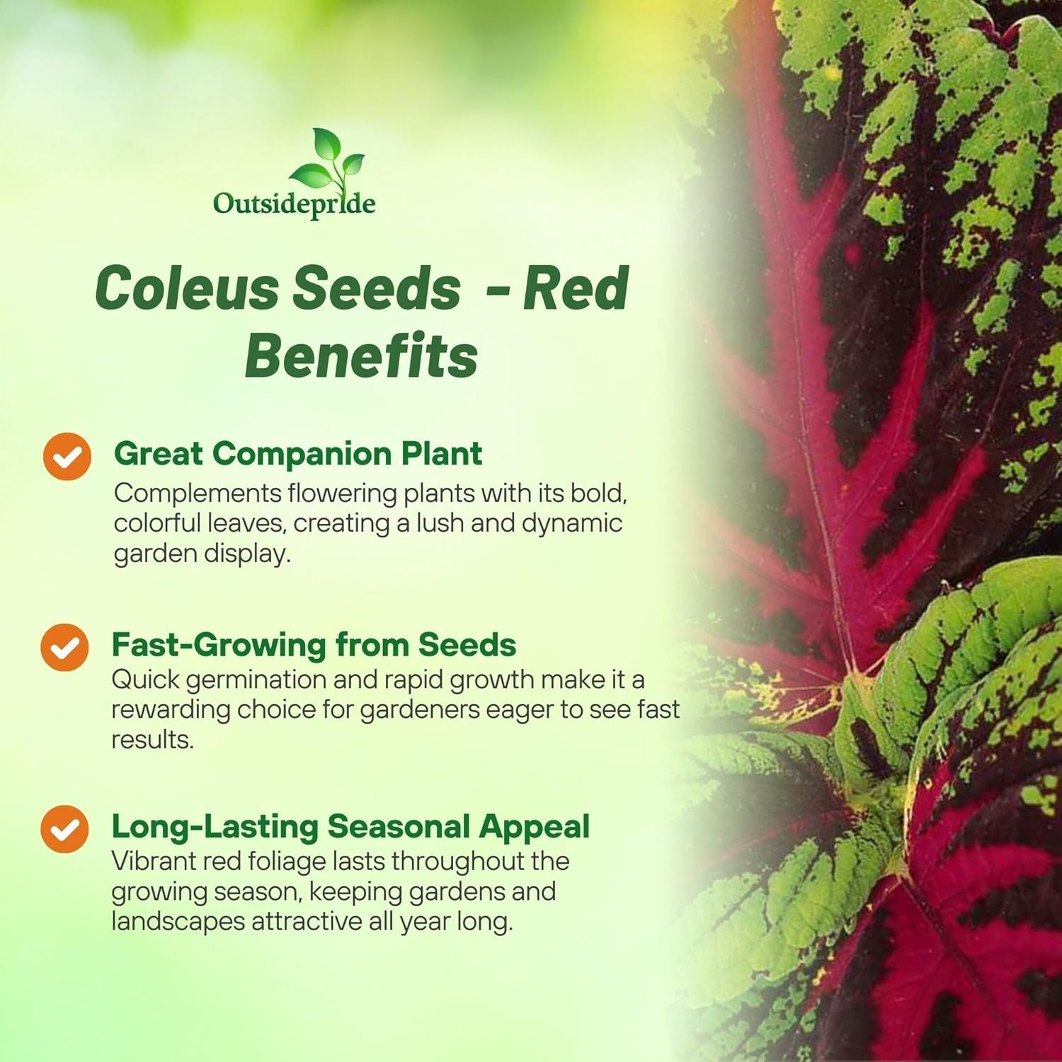 20 Seeds Red Coleus Foliage Plant Seed – Coleus Red Kong Flower Seed