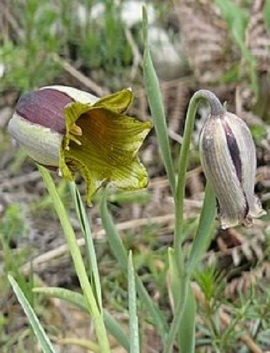 Fritillaria acmopetala Pointed-Petal Fritillary 5 seeds