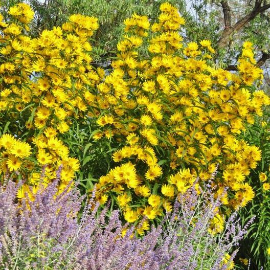 MAXIMILIAN Sunflower PERENNIAL Butterflies Finches Love 8 Feet Non-GMO 100 Seeds