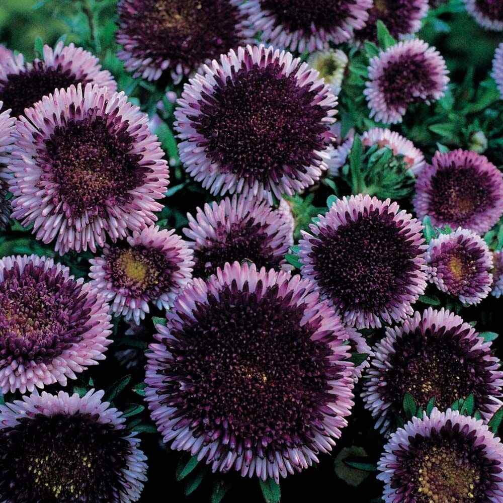 2000 Seeds Aster Seeds – Aster Callistephus Tall Pompon Blue Moon Flower Seed