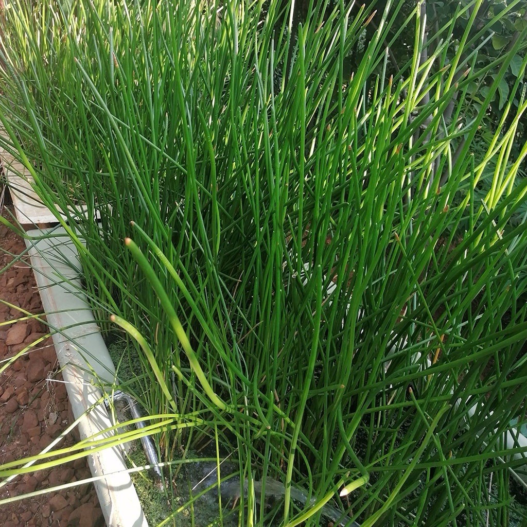 2pcs Water Chestnut Eleocharis Dulcis Ready to Plant
