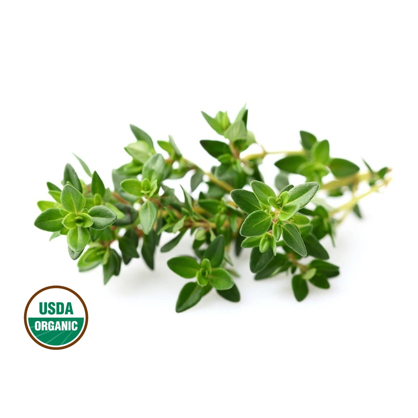Organic Thyme 300+ Seeds Herb – Heirloom Non GMO -Fragrant- FREE Domestic Shipp