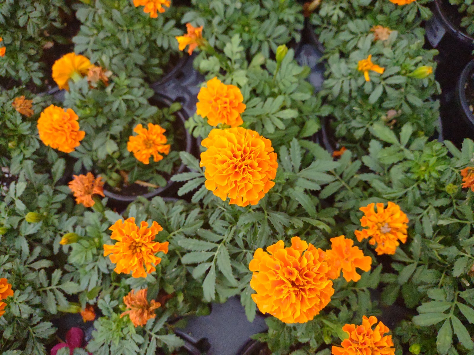 French Marigold Mix Flower Seeds, 100 Seeds, Tagetes Patula, Seed,Free Shipping