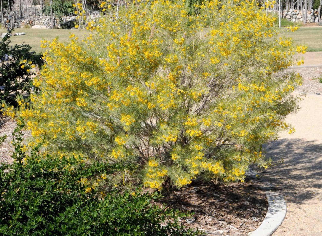 Cassia artemisioides SILVER SENNA Yellow flowers SEEDS!