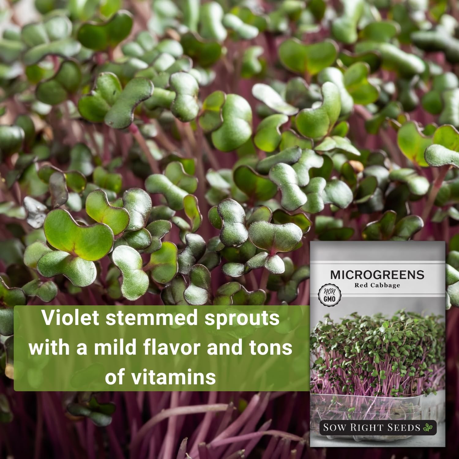 – Red Cabbage Microgreen Seed for Growing – Instructions to Grow Your Own Del…