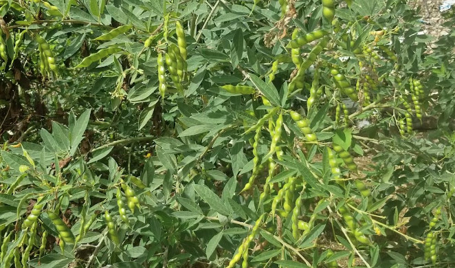 20 Gandules seeds, Pigeon Peas, Cajanus Cajan, High Quality seeds, NON-GMO