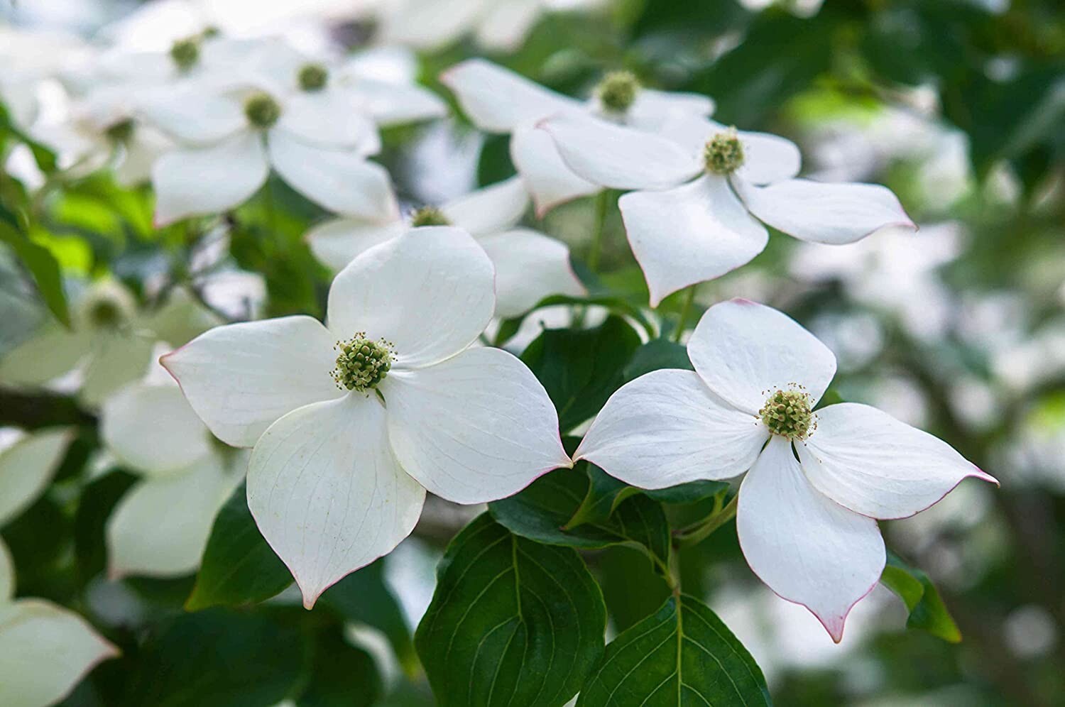 Flowering Kousa Dogwood Seeds for Planting Cornus kousa