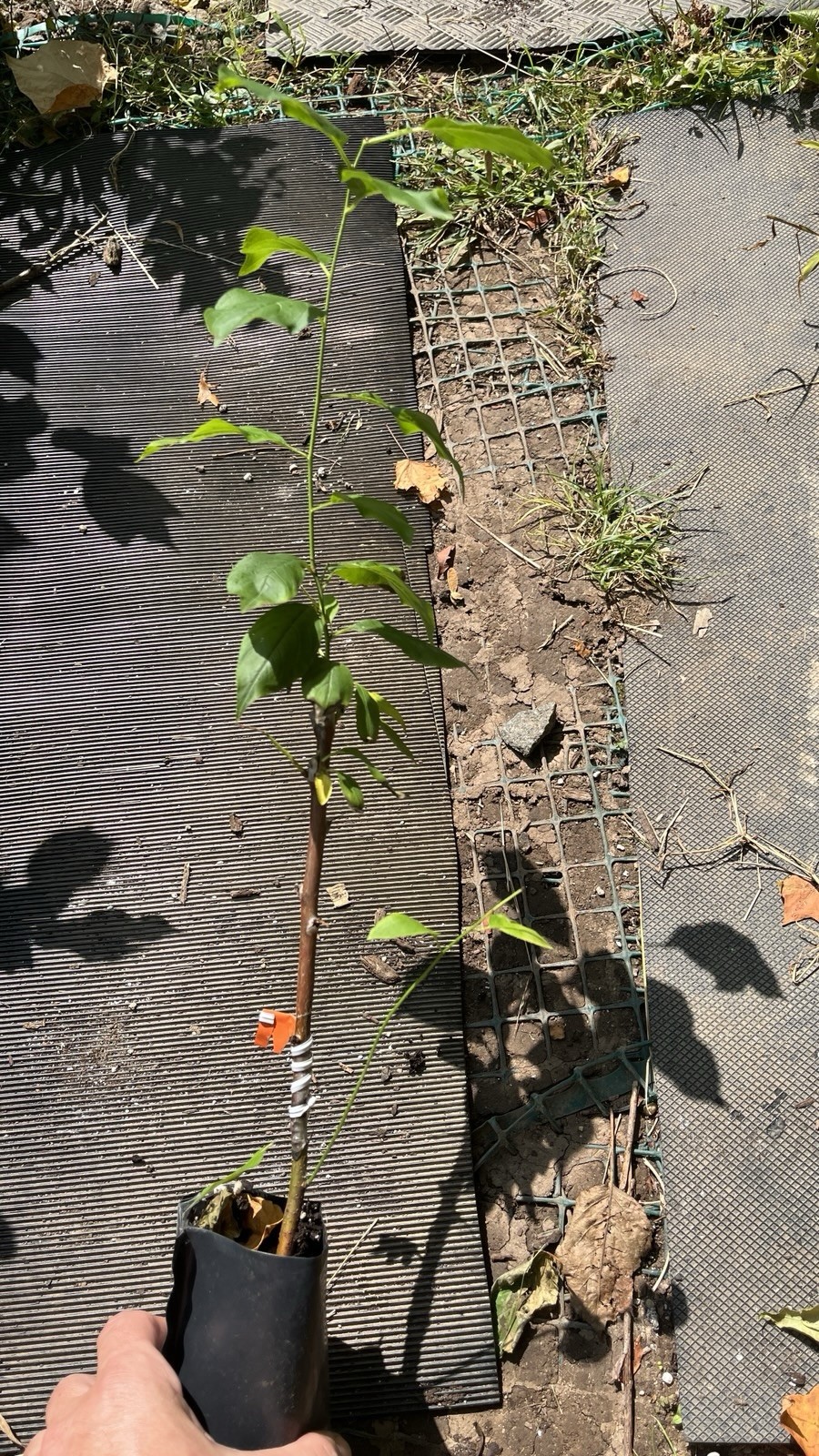 16-24” tall Candy heart pluerry tree, grafted, roots wrapped in wet media
