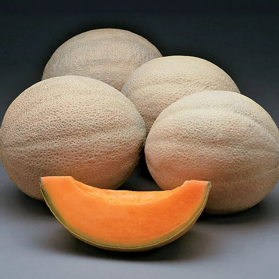 35 HONEY ROCK CANTALOUPE MELON SEEDS ~ heirloomseedguy ~ NON-GMO ~ 2026