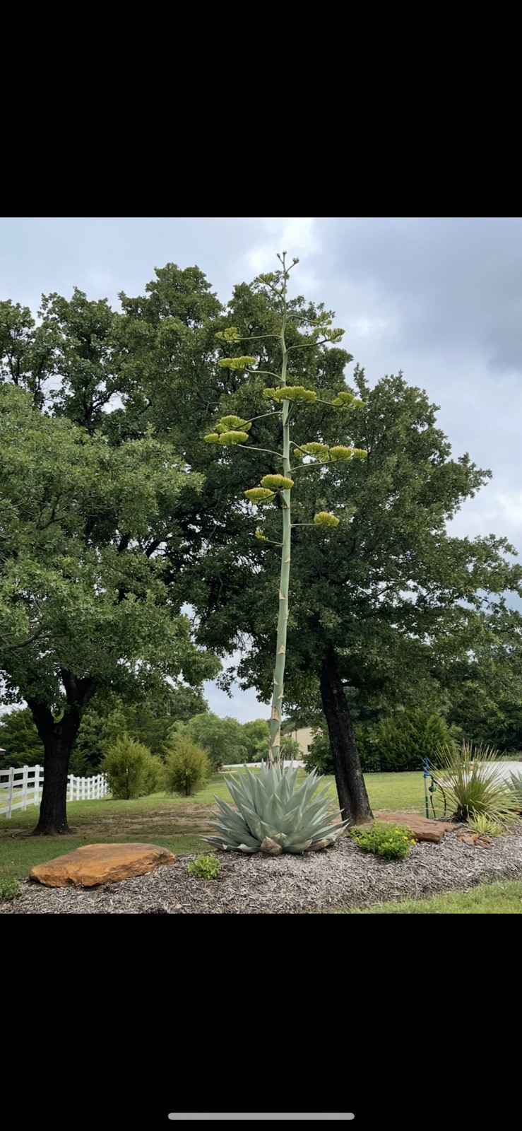 25 Seeds – Century Plant – Agave Americana – Freshly Picked 2025