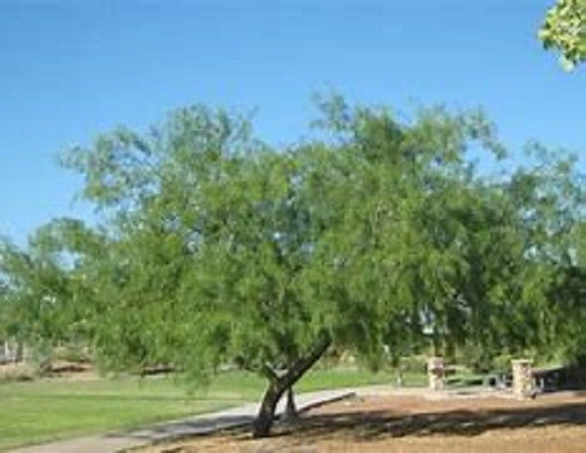 20 Honey Mesquite Tree seeds for planting