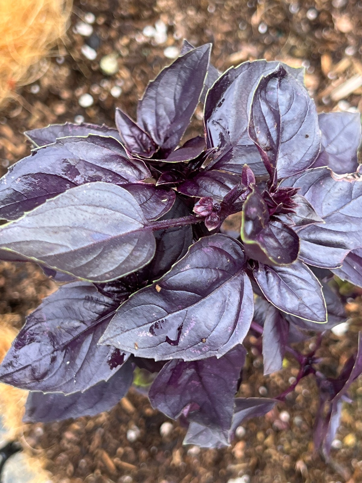 Dark Purple Opal Basil Seeds | Heirloom | Organic | Herb