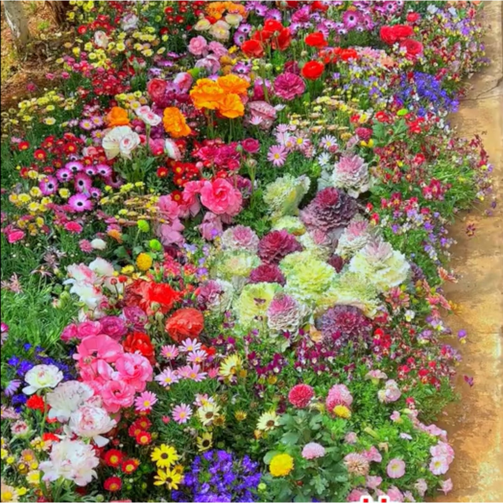 Seasonal Enchantment Garden – 200pcs Mixed Perennial Flower Seeds Collection