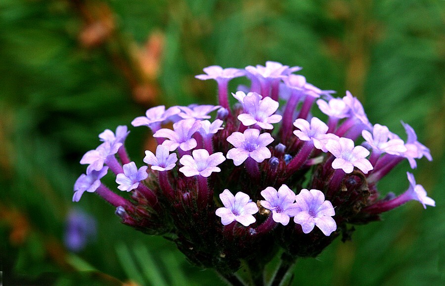 Verbena bonariensis – Purple Top Vervain seed