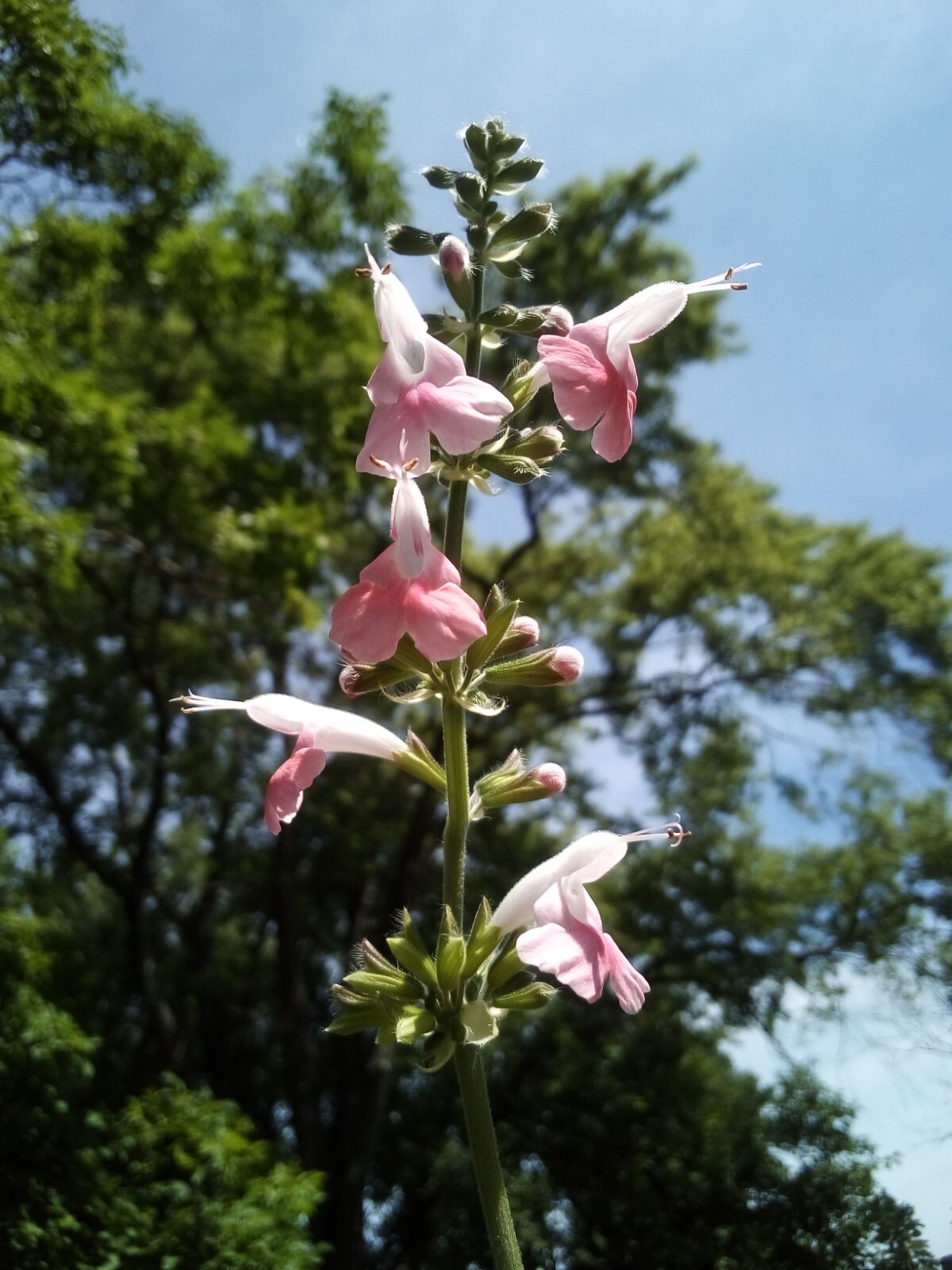 20 SEEDS CORAL NYMPH SALVIA