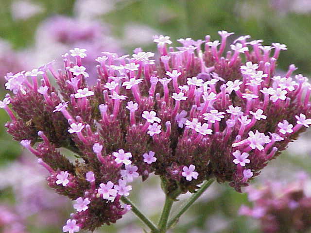verbena bonariensis 240 seeds purple top verbena, EZ to grow, USA seller