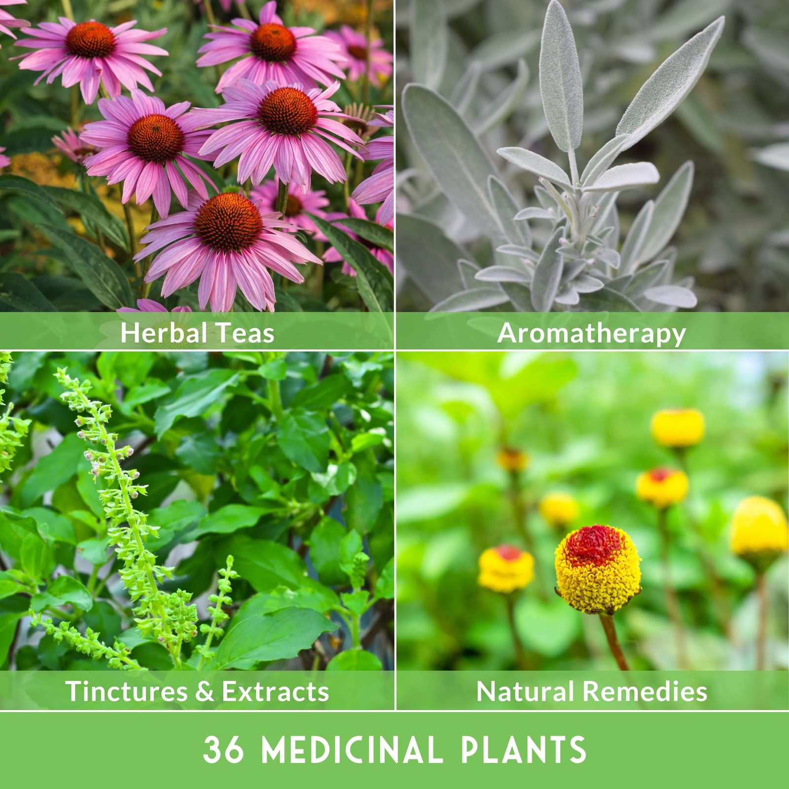 Medicinal Herb Seeds Variety Pack – 36 Non-GMO Culinary & Healing Plants