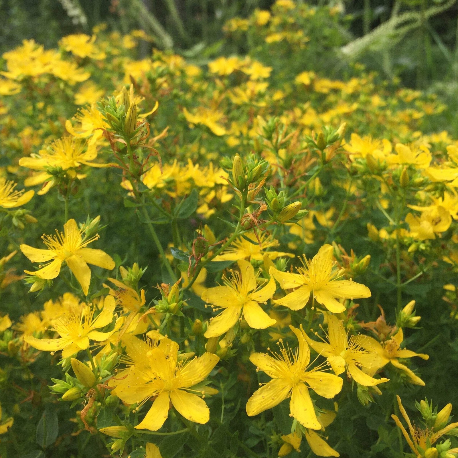 St. John’s Wort Seeds (Hypericum perforatum)~Traditional Herb Native Garden