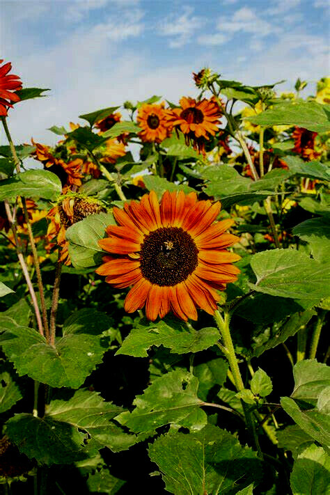 105+ Velvet Queen SunFlower Seeds Non-GMO Easily Grows Every-Where~FREE SHIPPING