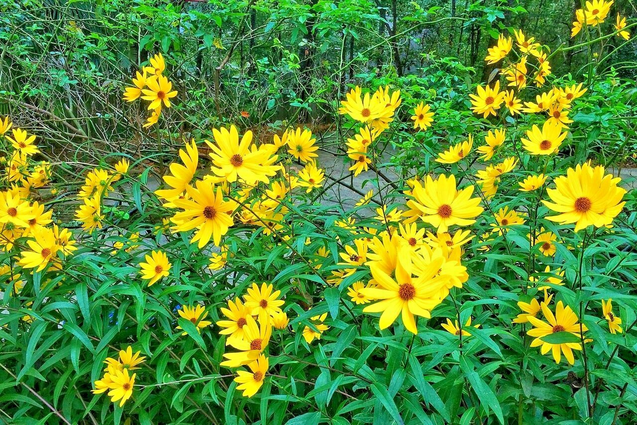 101+SWAMP SUNFLOWER Seeds Perennial Native Wildflower Poor Soils Heat Cold Easy
