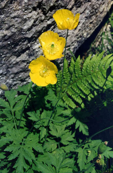 Welsh poppy 150+ seeds, orange and yellow mixed, hardy, meconopsis cambrica
