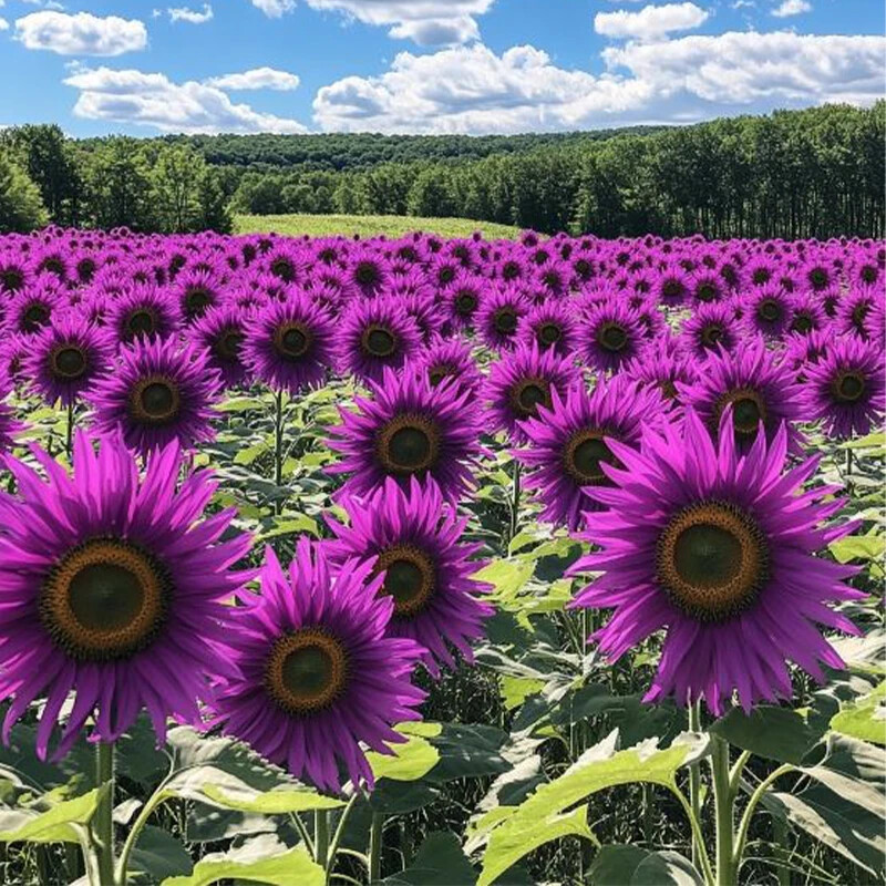 50pcs Rare Purple Sunflower Seeds – Field ‘Violet Glow’ – Stunning Heirloom.