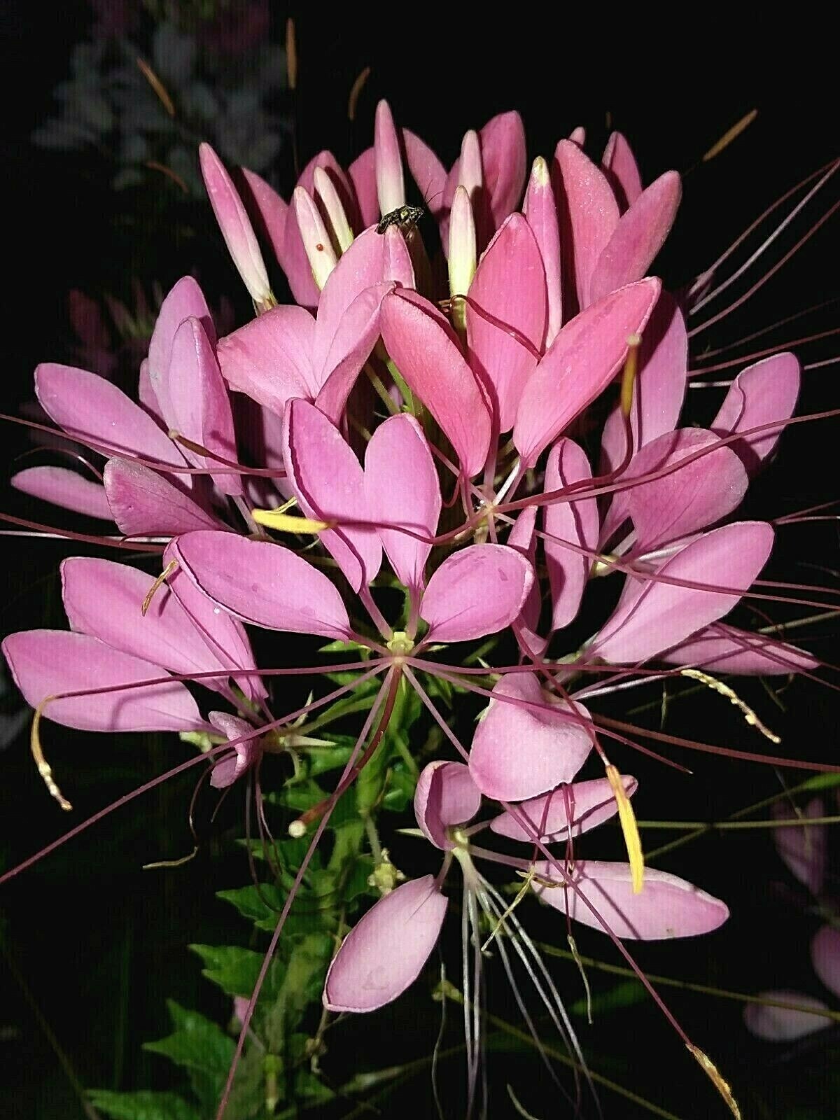 Solid Pink Spider Flower (Cleome) 25 Seeds – Comb.S/H
