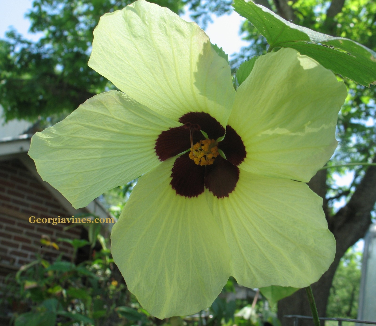 Hibiscus calyphyllus Lemon Yellow Rosemallow 10 seeds