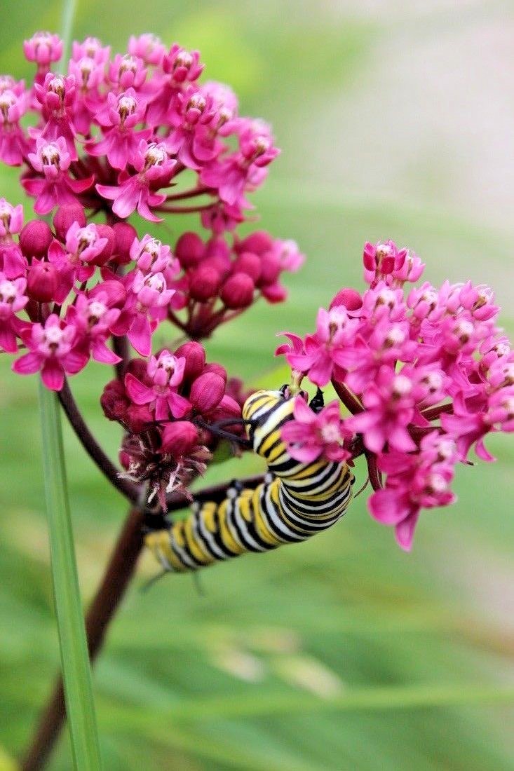 51+SWAMP ROSE MILKWEED Seeds Native Wildflower Patio Container Flower Garden