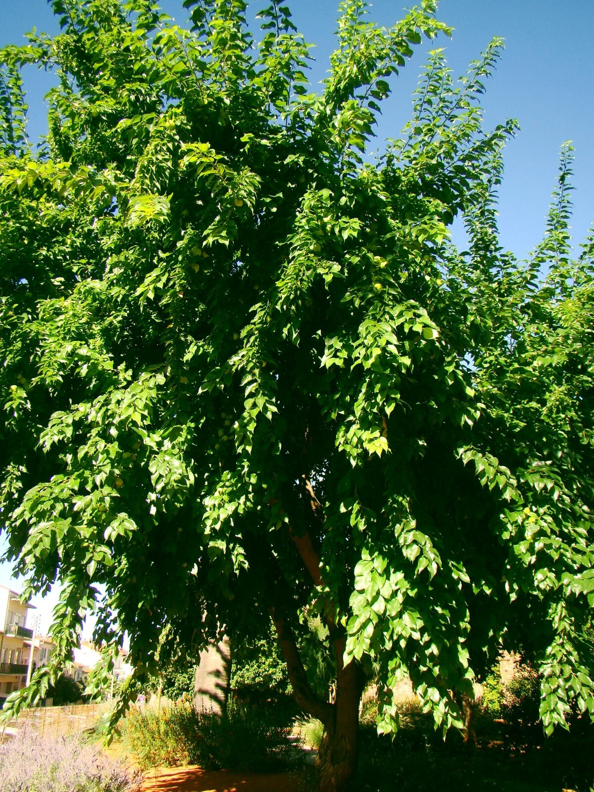 20 OSAGE ORANGE TREE SEEDS (Maclura Pomifera) Hedge Apple Fast Hardy Monkey Ball