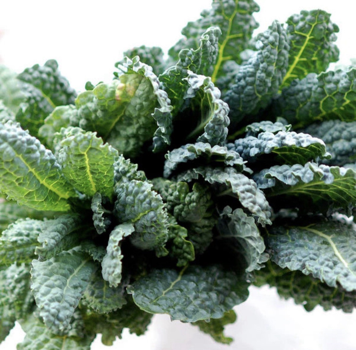 Tuscan Black Kale Seed, Sprouting and Garden Growing Seeds