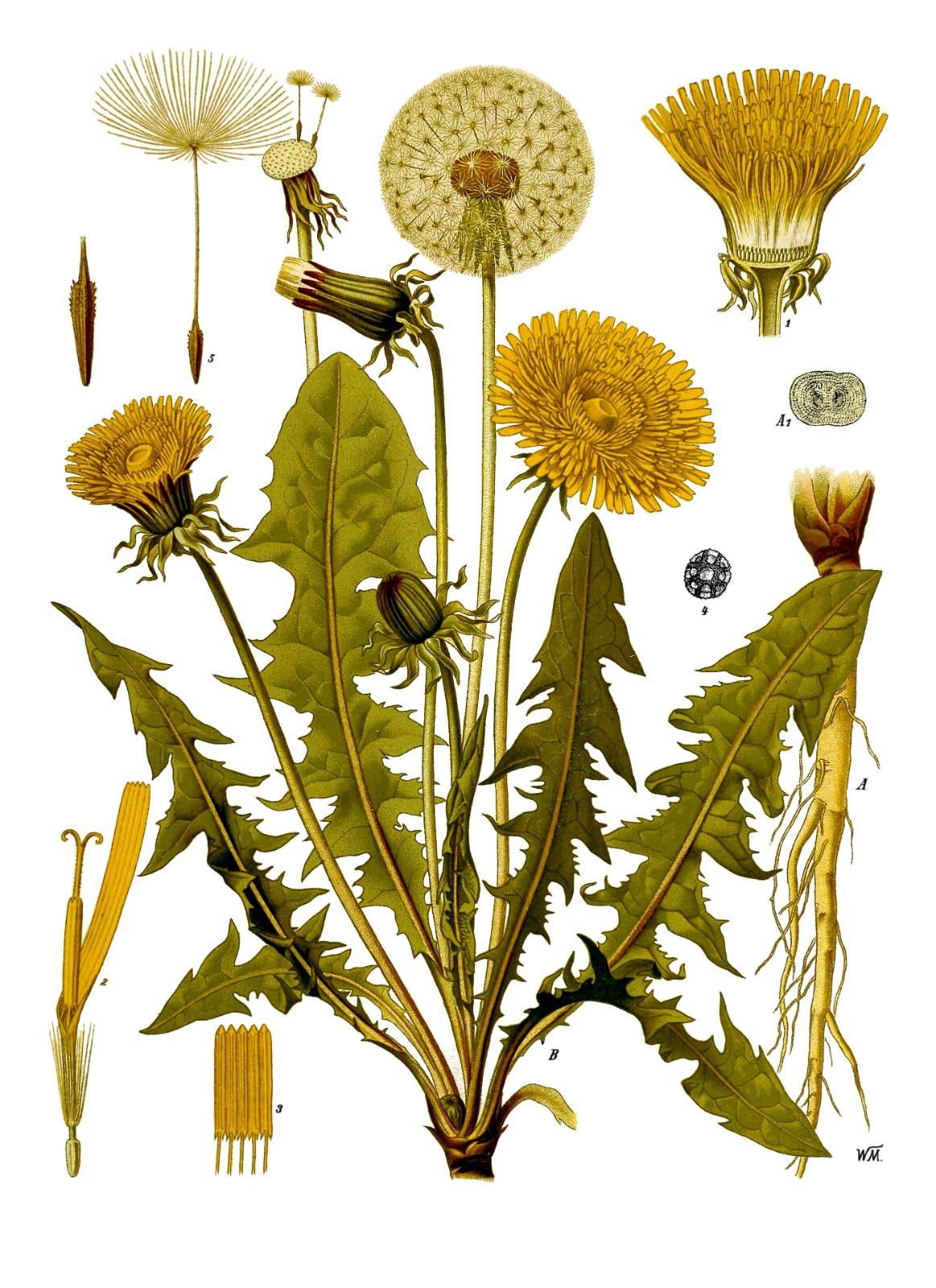 Dandelion Seeds – Taraxacum officinale – Common Dandelion Herb – 10 25 50 100 US