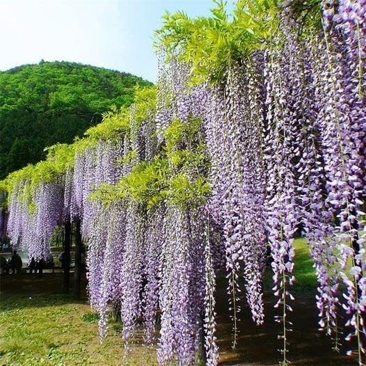 10pcs Japanese Wisteria Floribunda Flower Seeds – Lavender Purple Ornamental …