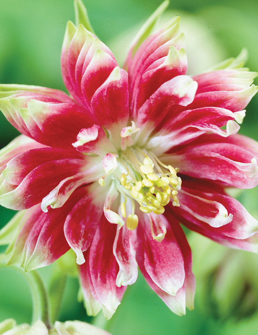 125 Columbine Nora Barlow Perennial Seeds of The Brooklyn Botanical Garden Club!