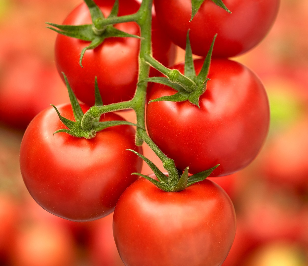 50 Choice New Harvest of Fresh Sweet Campari Premium Tomato Seeds-B 12
