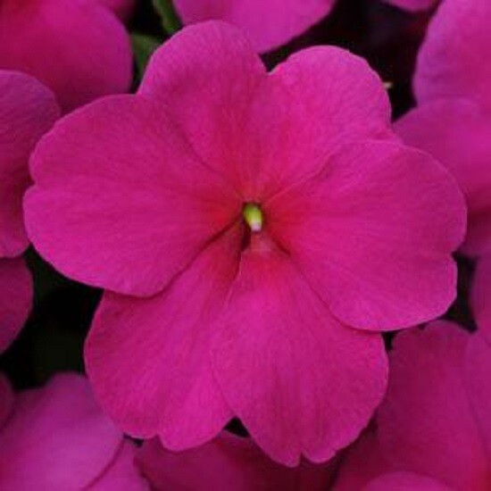 50 Seeds Impatiens Seeds Impreza Violet Flower Seeds