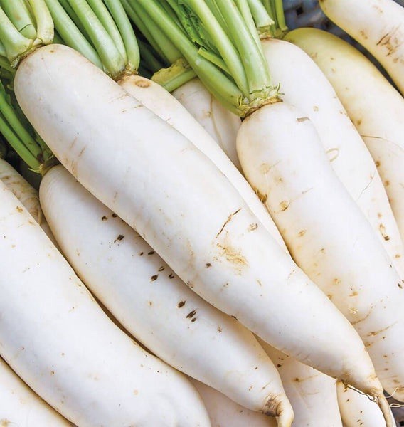350 Heirloom Daikon Minowase Radish Seeds – Super Fast Growing! Organic NonGMO