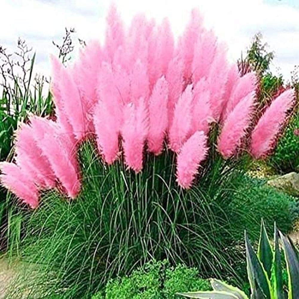 Giant Pink Pampas Grass Seeds – 500 Seeds – Ships from Iowa, Made in USA – Ornam