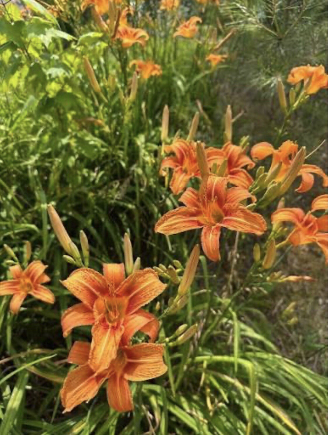 5 Daylily Double Blooms Mature Plants, Multiplies Yearly, Grown Chemical-Free