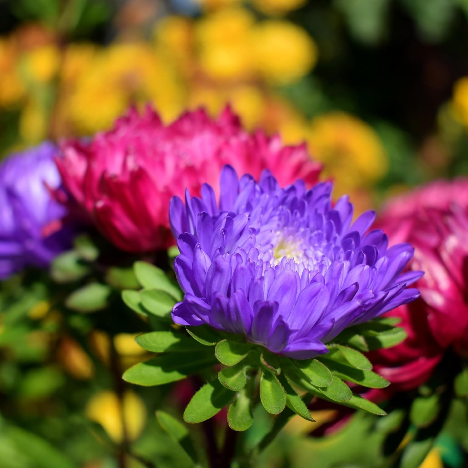 Aster Seeds Powderpuff Mix – 360 Non-GMO Flower Seeds for Vibrant Blooms