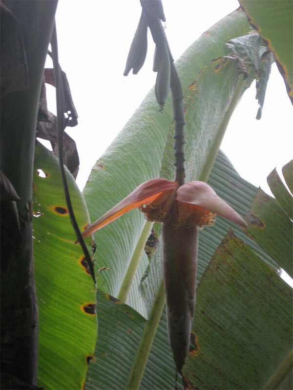🍌 Musa Nagensium 5 Seeds, Large Eastern Himalayan Ornamental Banana Fruit 🍌