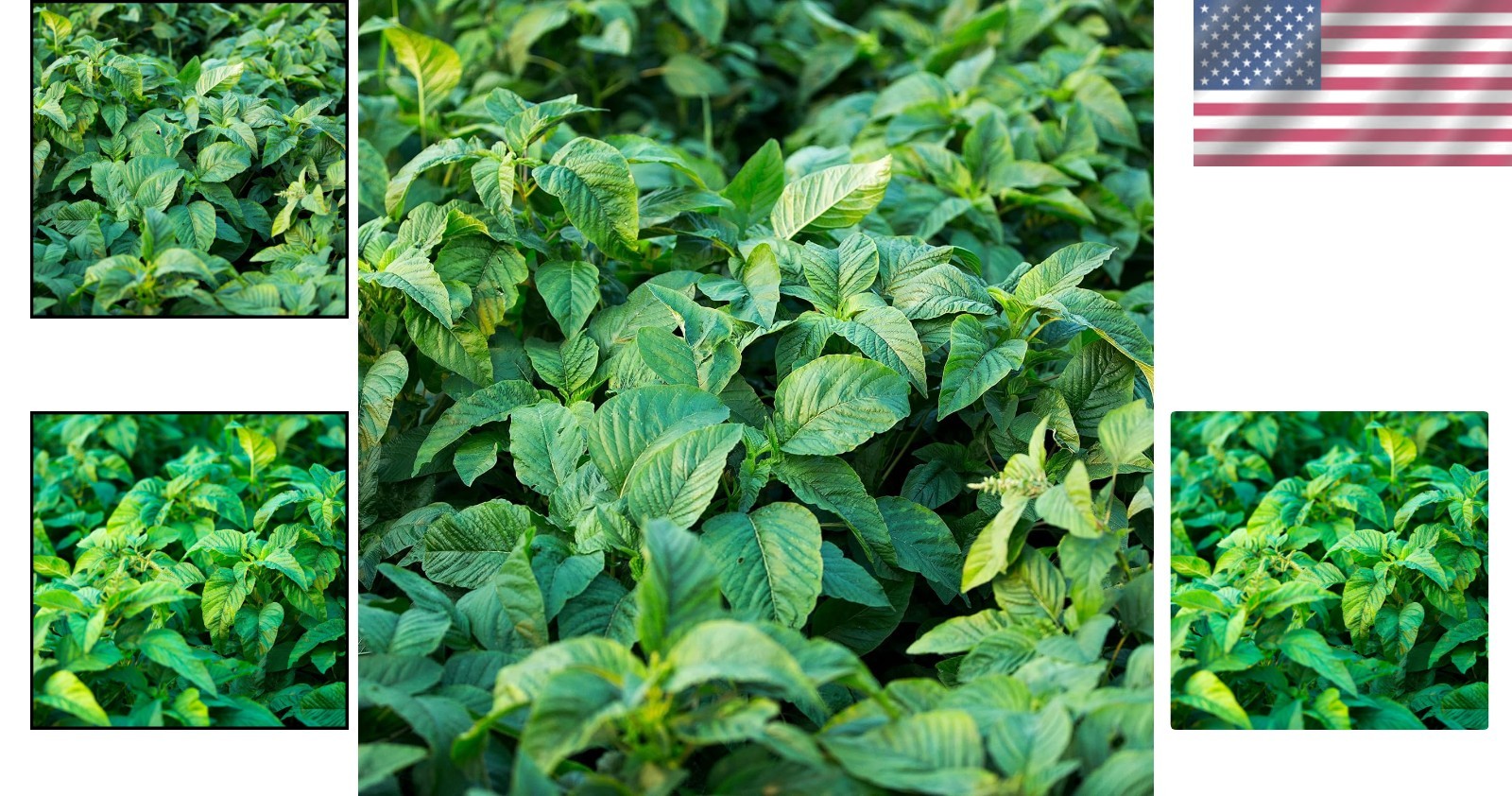 Easy Cultivation Jamaican Callaloo Seeds – 500 Count for Vibrant Garden Growth