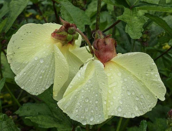 Hibiscus cannabinus | Yellow Flower | Kenaf | 10 Seeds