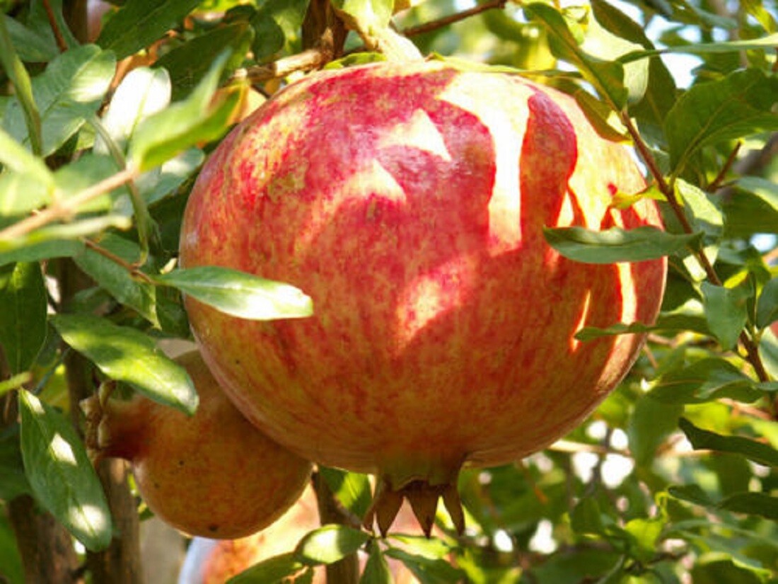 Pomegranate Seeds – Punica granatum – Granate Apple – Tropical Fruit Tree Seeds
