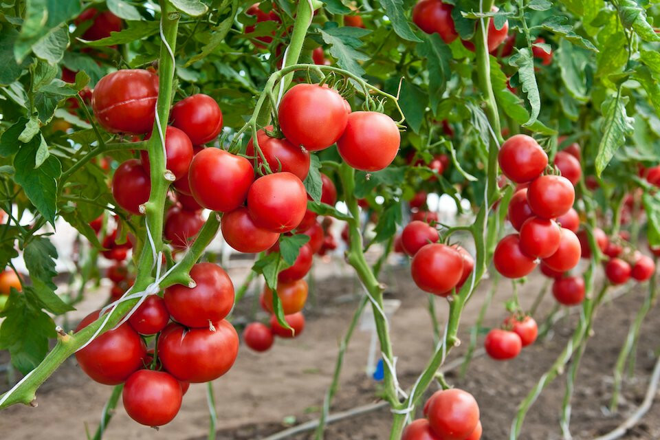 Large Red Cherry Tomato Heirloom Garden Seeds