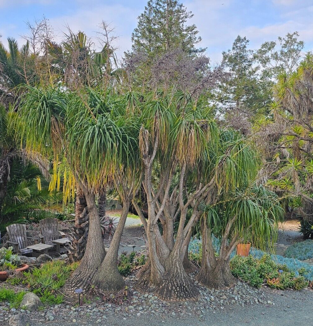 Beaucarnea Recurvata ‘Ponytail Palm’ – 20 Fresh Seeds