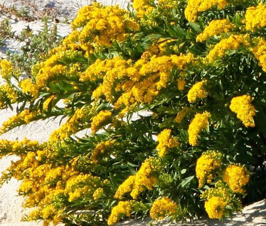 CANADA GOLDENRODE Solidago Canadensis – 10,000 Bulk Seeds