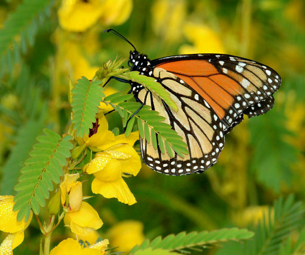 Sensitive PARTRIDGE PEA Chamaecrista Flower Seeds (250 to 3500 SEEDS)